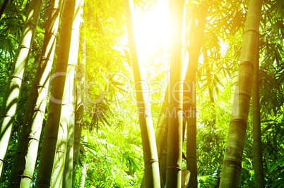 Asian bamboo forest and sun light