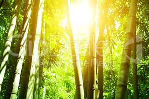 Asian bamboo forest and sun light