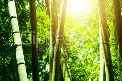 Asian bamboo forest with sun light
