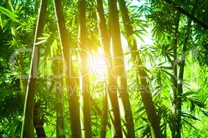 Bamboo forest with sun flare