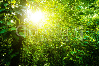 Natural tropical forest