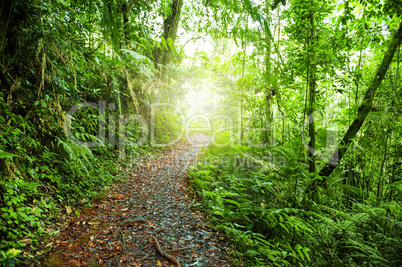 Footpath in jungle