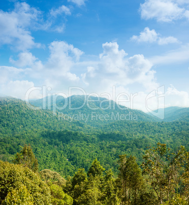 Tropical forest mountain view.