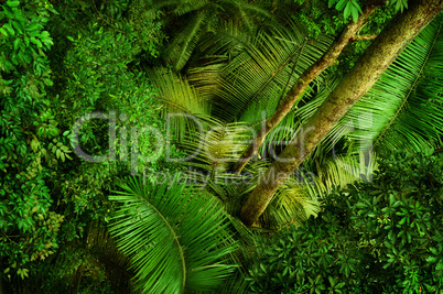 Tropical dense forest from top