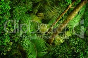 Tropical dense forest from top