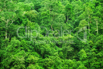 Tropical rainforest landscape view