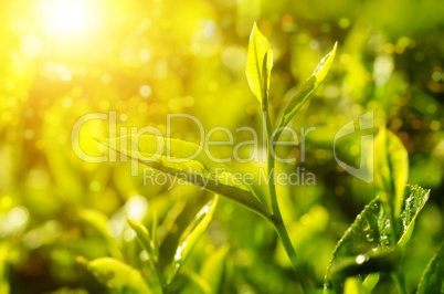 Close up tea plant