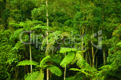 Tropical dense forest landscape