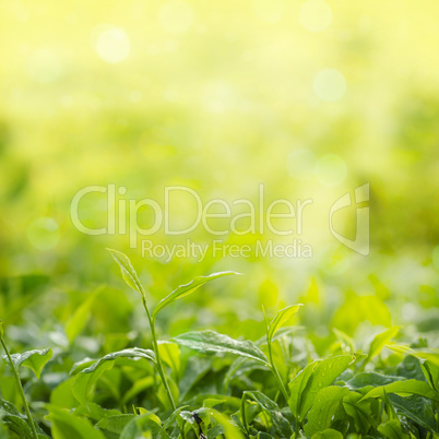 Tea leaf close up