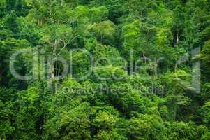 Tropical rainforest view