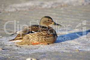 Duck mallard sits