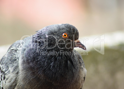 Closeup of pigeon