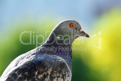 Pigeon on green background