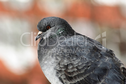 Pigeon in profile