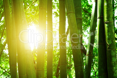 Bamboo forest and sun light