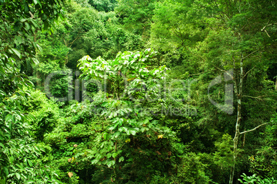 Tropical dense forest