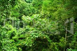 Tropical dense forest