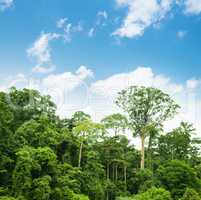 Tropical rainforest landscape with blue sky