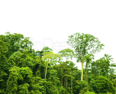 Tropical rainforest landscape isolated