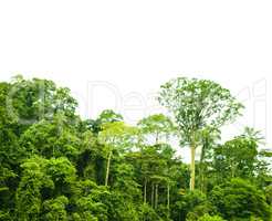 Tropical rainforest landscape isolated