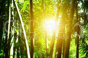 Bamboo forest and sunlight