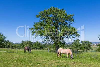 horse pasture in summer