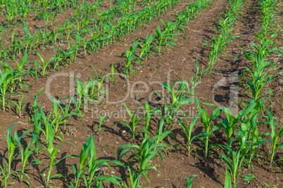 young corn plants