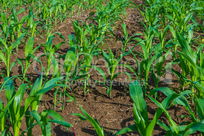 corn plants