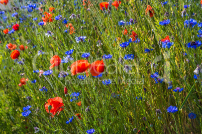 poppy flowers