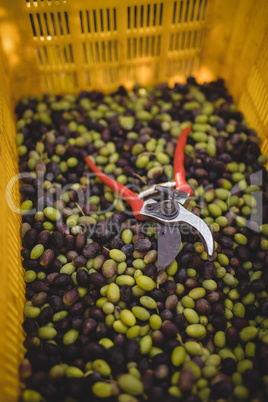 Pliers with olives in crate at farm