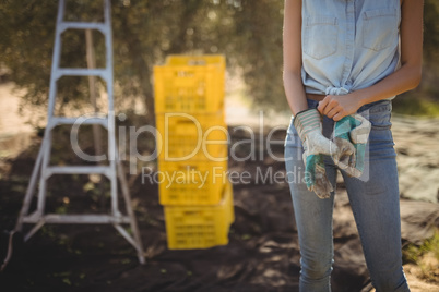 Mid section of woman wearing gloves on field at olive farm