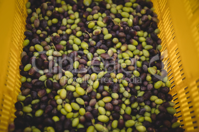Green and black olives in crate at farm