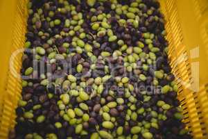 Green and black olives in crate at farm
