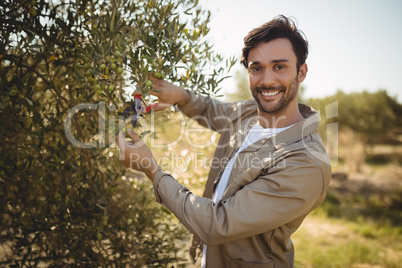 Smiling man cutting olives on sunny day at farm