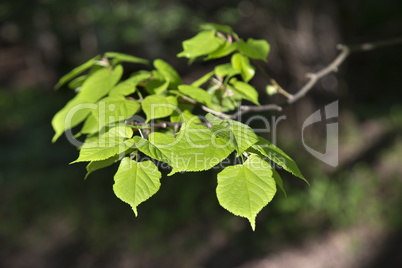 Branch with fresh spring leaves