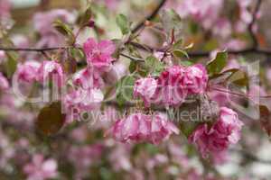 Branch of Blooming Apple Tree after rain