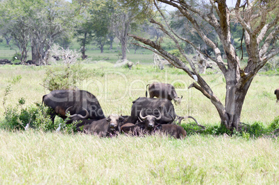 Herd of buffalo in the shade of a tree
