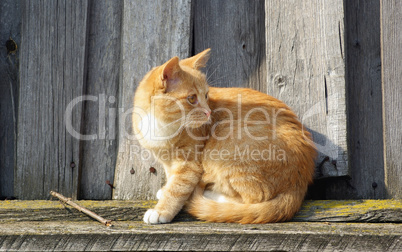 Cat and wood fence