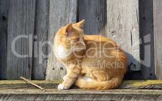 Cat and wood fence