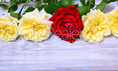 bouquet of yellow roses with a red rose