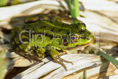 Green spotted frog