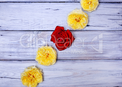 Yellow and red roses on a white wooden surface