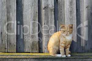 Ginger tabby cat