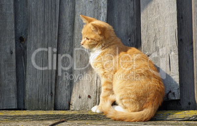 Ginger cat sitting