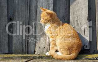 Ginger cat sitting