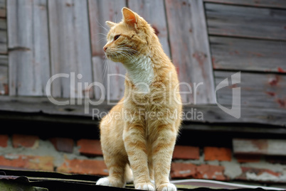 Cat on the roof