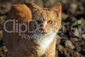 Ginger cat walks