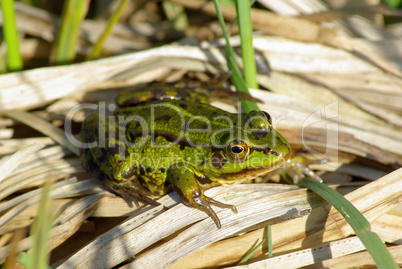 Green frog resting