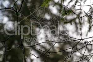 Forest Cobweb Close-up
