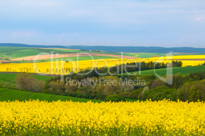 Wheat and Rapeseed Fields of South Moravia
